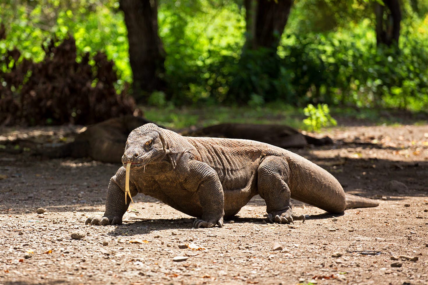 One  Day Tour Amazing Komodo by Fastboat